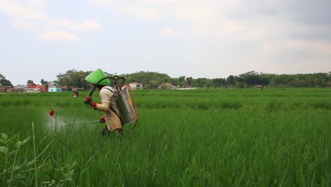 Lärmclip,-Bauer-Beim-Besprühen-Von-Reispflanzen-Mit-Pestiziden,-Pekalongan,-Indonesien