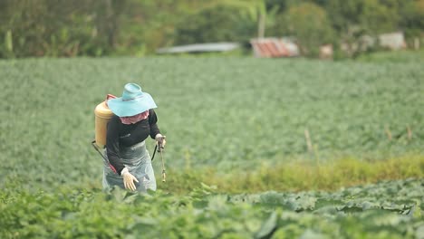 The-Farmer-Working-on-Fertilizer-Spraying-Process-On-Beautiful-Scenery-Cabbage-Farm