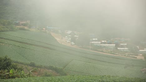 Aerial-Footage-of-Chinese-Cabbage-Plantation-With-Foggy-Weather-In-Background