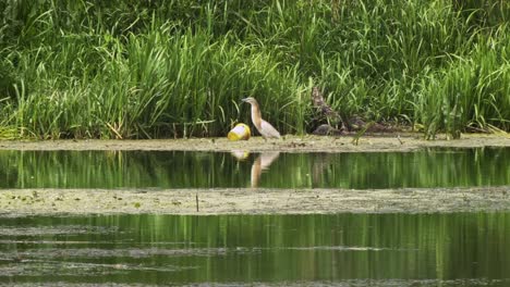 Grey-heron-standing-in-the-lake,-next-to-the-plastic-waste---bucket