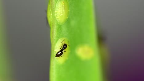 Eine-Winzige-Ameise-Der-Gattung-Brachymyrmex-Ernährt-Sich-Von-Der-Flüssigkeit,-Die-Von-Einer-Cochenille-Auf-Einer-Sukkulentenpflanze-Abgesondert-Wird