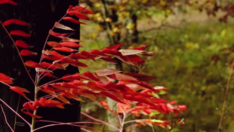 Leuchtend-Rote-Blätter-Wehen-In-Den-Schnellen-Winden-Der-Herbstsaison