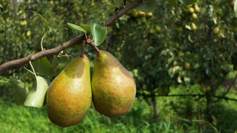 Close-up-of-two-large-pears-in-an-orchard