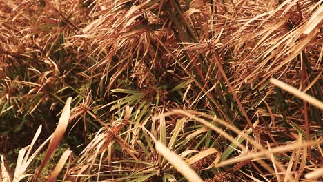 Cyperus-Papyrus-Trocknet-Während-Der-Längeren-Trockenen-Sommersaison-Aus