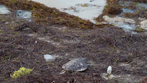 Dead-sea-turtle-shot-from-behind-with-sand-in-the-distance