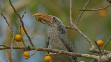 Malabar-Grey-Hornbill-Bird-sitting-on-a-ficus-tree-eating-its-orange-coloured-fig-fruits-in-India-on-a-winter-Evening