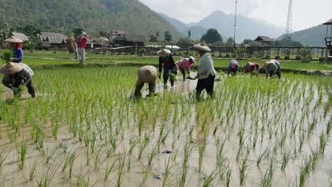 An-Einem-Sonnigen-Tag-Pflanzen-Bauern-Reissprossen-Auf-Das-Mit-Schlamm-Und-Wasser-Gefüllte-Feld