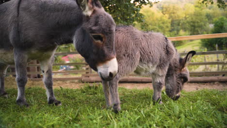 A-cute-little-newborn-miniature-mediterranean-donkey-with-a-fringe-curiously-exploring-the-ground,-being-carefully-nudged-and-protected-by-its,-not-leaving-her-side,-both-trotting-in-a-farm-pen,-4k