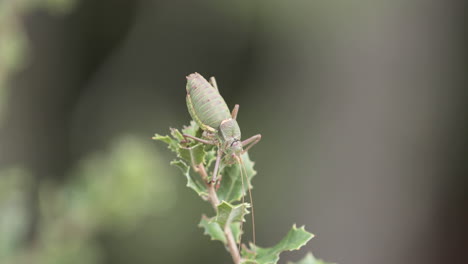 Great-Green-Bush-Cricket-Male-On-A-Foliage-Leaves-In-Serra-de-Aire-e-Candeeiros,-Leiria,-Portugal