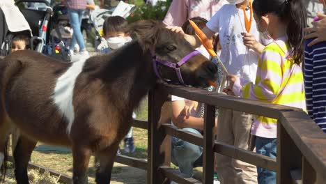 Children-Feeding-Small-Horse-With-Carrots-At-Anseong-Farmland-In-Gyeonggi-do,-South-Korea