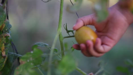 Close-up-shoot-of-a-child's-hand-picking-tomatoes