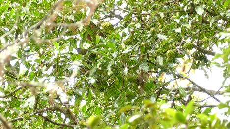 Social-Flycatcher-Birds-Perching-On-The-Lush-Tree-With-Green-Fruits-In-Costa-Rica---low-angle-shot