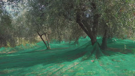 Olivenbäume-Landwirtschaft-Anbau-Landwirtschaft