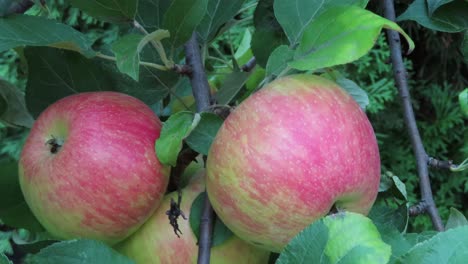 Nahaufnahme-Von-Bio-Äpfeln-Auf-Einem-Apfelbaumzweig,-Der-Sich-An-Einem-Windigen-Und-Bewölkten-Tag-In-Die-Brise-Des-Windes-Bewegt