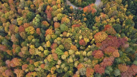 flying-forward-drone-shot-over-a-blooming-forest-with-a-curvy-road-surrounded-by-wonderful-trees