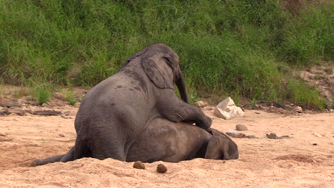 Teenaged-elephants-playing-in-a-sandy-riverbed-as-one-sits-on-top-of-the-other-and-they-wrestle