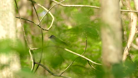 Red-Eyed-Vireo-bird-cleaning-beak-on-branch-before-flying-away-in-natural-forest