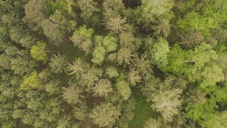 Top-view-at-slow-moving-treetops-straight-from-above---filmed-in-4K-by-a-drone