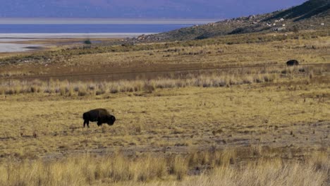 Búfalo-O-Bisonte-Americano-Pastando-En-La-Pradera-Seca-Con-El-Gran-Lago-Salado-Al-Fondo
