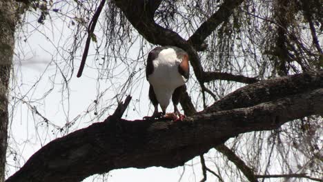 águila-Pescadora-Africana-Comiendo-Su-Presa-En-La-Rama-De-Un-árbol