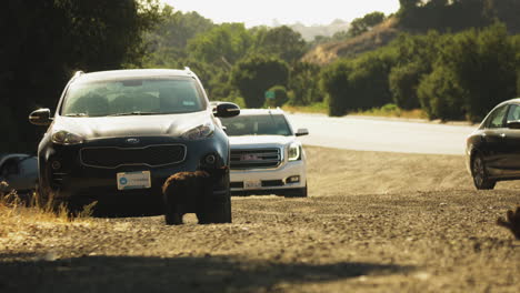Climate-Crisis-Concept---Bear-Cub-Wanders-on-California-Road-by-Cars