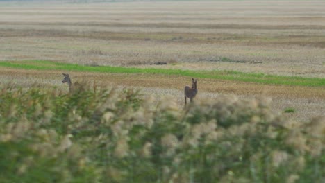 Two-European-roe-deer-walking-and-eating-on-a-field-in-the-evening,-medium-shot-from-a-distance