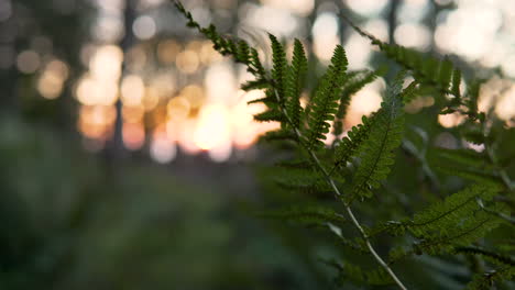 Fern-Foliage-On-Blurry-Tranquil-Forest-Park-During-Sunrise
