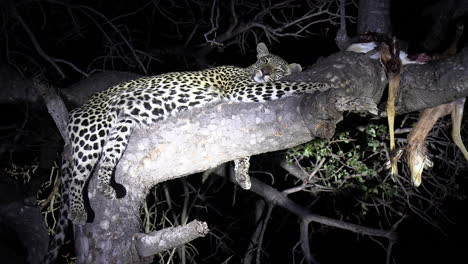 Leopard-sleeps-on-tree-branch-next-to-kill,-illuminated-by-spotlight