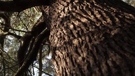 Pine-tree-trunk-close-up-low-angle-shot