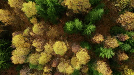Aufsteigende-Luftaufnahme-Eines-Herbstlichen-Waldes-Mit-Birken-Und-Fichten