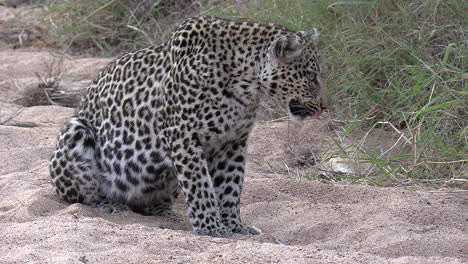 Un-Leopardo-Salvaje-Vomitando-Y-Regurgitando-Bilis-Estomacal