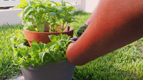 Pruning-fresh-oregano-out-of-the-pot