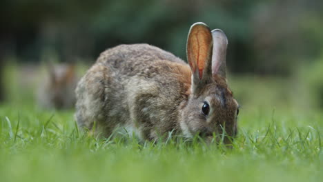Lindos-Conejos-Salvajes-Comiendo-Tranquilamente-En-La-Hierba-Verde-Mientras-Miran-Hacia-Arriba-En-Amsterdam,-Países-Bajos