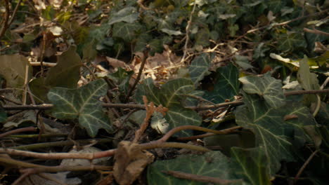 Close-up-slide-across-Ivy-vines-growing-along-the-forest-floor
