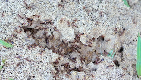 Close-up-shot-of-a-quiet-anthill-then-suddenly-many-agitated-ants-swarm-to-the-surface-defensively