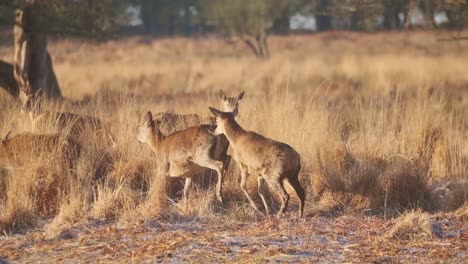 young-Red-deer-chasing-each-other-frosty-winter-morning-slow-motion