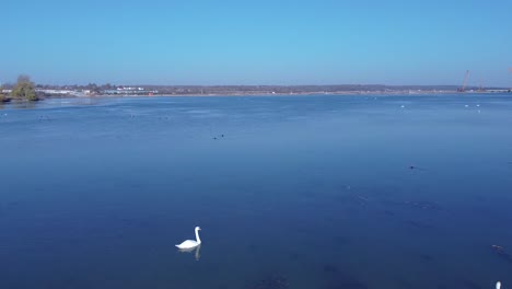 aerial-of-swan-swimming-on-lake-late-fall-season