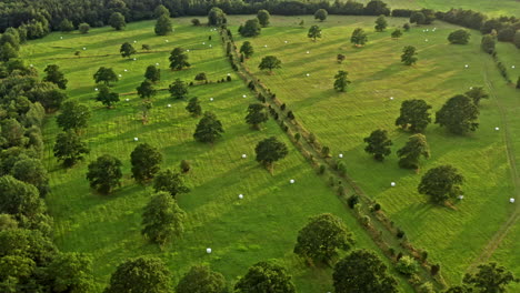 Flying-high-above-a-green-field-covered-in-oak-trees