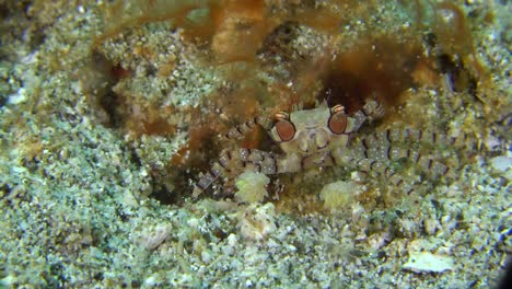 Eine-Boxerkrabbe,-Die-über-Ein-Korallenriff-Auf-Den-Philippinen-Läuft