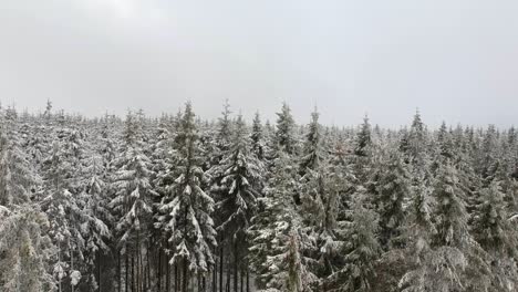 Drohne-Steigt-Während-Eines-Raureifs-Durch-Gefrorenen,-Schneebedeckten-Kiefernwald