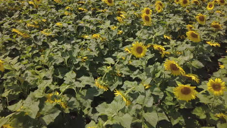 Nahaufnahme-Von-Sonnenblumen-Aus-Der-Luft,-Nach-Oben-Kippen,-Um-Ein-Riesiges-Gelbes-Feld-Freizulegen