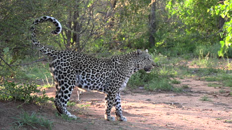 Ein-Leopard,-Der-In-Schöner-Haltung-Steht-Und-Seinen-Schwanz-Hoch-Aufgerollt-Hat