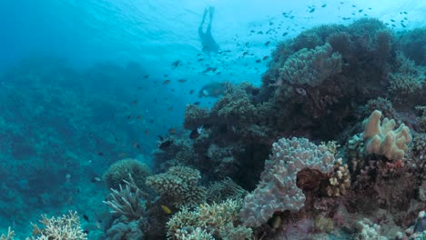 Die-Silhouette-Eines-Tauchers-Schwimmt-Mühelos-über-Einem-Korallenriff-Voller-Bunter-Weicher-Schwämme-Und-Hartkorallen,-In-Denen-Fischschwärme-Herumschwimmen