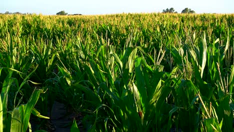 High-angle-view-of-a-corn-field-on-a-sunny-summer-afternoon