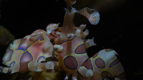 Close-up-of-Harlequin-shrimp-at-night-on-coral-reef-in-the-Philippines