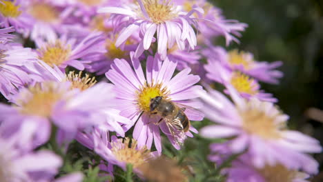 Nahaufnahme-Einer-Biene,-Die-In-Zeitlupe-Um-Blumen-Fliegt