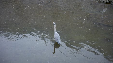 Great-Egret-in-River,-Snow-Falling-in-Slow-Motion