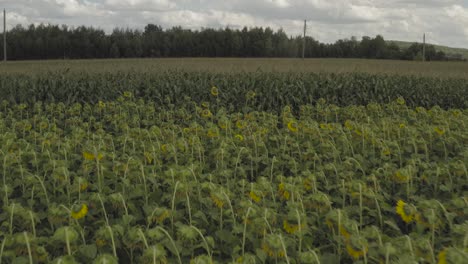 Girasoles-Que-Crecen-En-La-Frontera-Del-Campo-Gran-Cultivo-De-Maíz-Agricultura-Antena