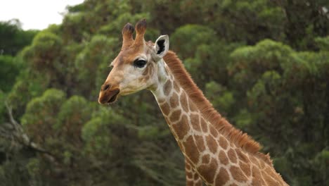 Closeup-profile-of-a-giraffe-in-focus-with-trees-in-the-background