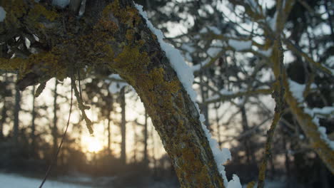 Medium-close-up-shot-of-a-tree-branch-covered-with-lichen-and-fungus